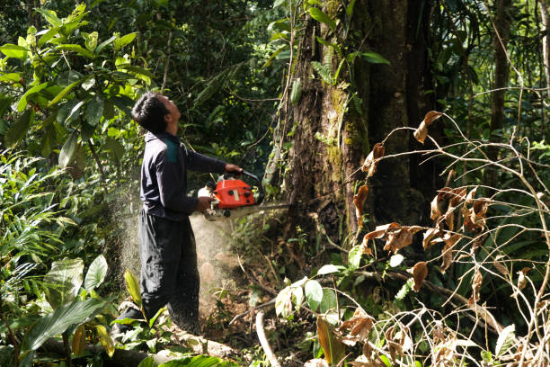 Best Professional Tree Care  in Choudrant, LA